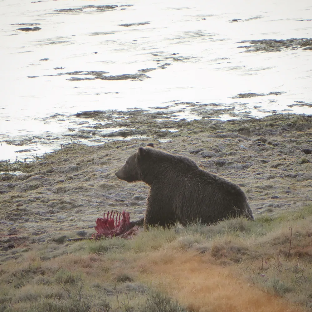 A photo Taken by Jacob Padilla. Location: Yellowstone